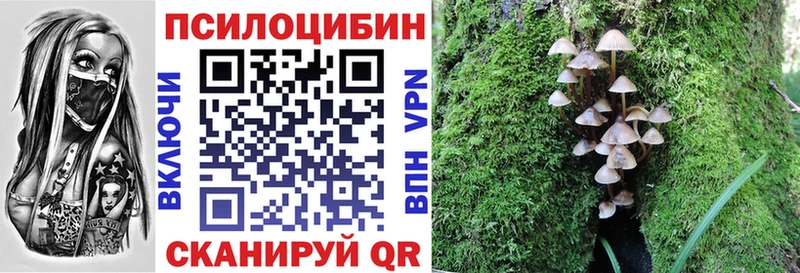kraken вход  Балтийск  Псилоцибиновые грибы Cubensis 